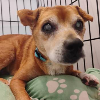 Orville Redenbarker -  Mixed Breed Dog for Adoption in Bentonville, Arkansas - Orville Redenbarker | PetCurious
