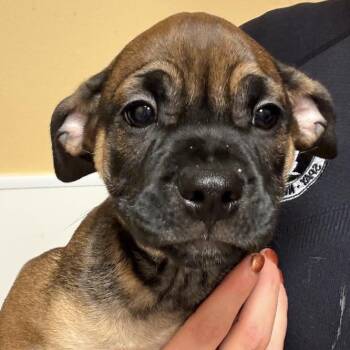 FWT Chip -  Mixed Breed Dog for Adoption in Midland, Texas - FWT Chip | PetCurious