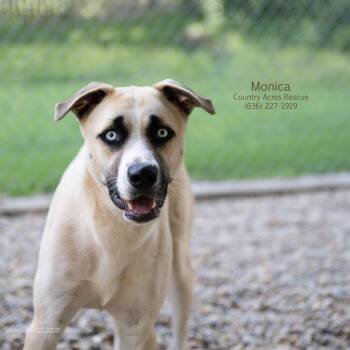 Rescue Husky and Retriever Dogs for Adoption in Ballwin, Missouri - Monica | PetCurious