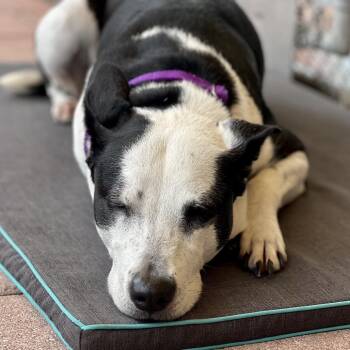 Lola -  Terrier Dog for Adoption in Fort Lauderdale, Florida - Lola | PetCurious