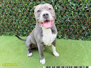 KRUMB -  Mixed Breed Dog for Adoption in West Palm Beach, Florida - KRUMB | PetCurious