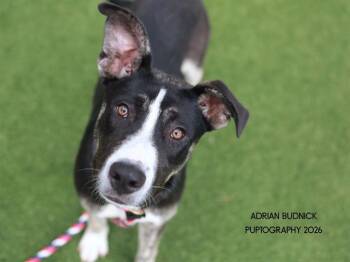 Spelunker -  Mixed Breed Dog for Adoption in Nashville, Tennessee - Spelunker | PetCurious