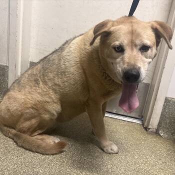 Maya -  Husky and German Shepherd Dog Dog for Adoption in San Gabriel, California - Maya | PetCurious