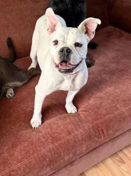 Snowy (F) -  Boxer and French Bulldog Dog for Adoption in Nashville, Tennessee - Snowy (F) | PetCurious
