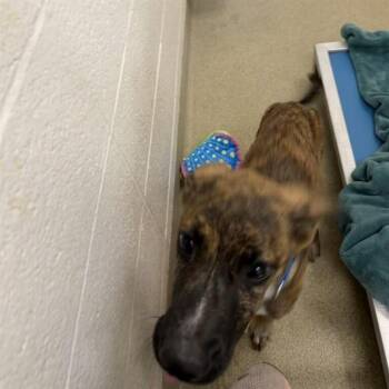 German Shepherd Dog and Pit Bull Terrier Dogs Available for Adoption in St. Louis, Missouri - ROXI | PetCurious