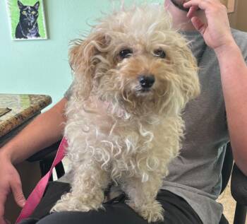 Luna -  Maltese Dog for Adoption in New Braunfels, Texas - Luna | PetCurious