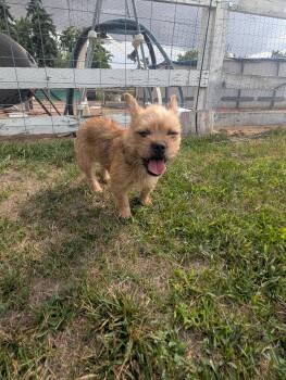 Luna -  French Bulldog and Yorkshire Terrier Dog for Adoption in Severance, Colorado - Luna | PetCurious