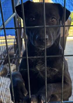 Rescue Labrador Retriever Dogs for Adoption in Troy, Alabama - Pisces | PetCurious