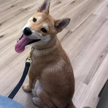 Shiba Inu Dogs Available for Adoption - Toshi | PetCurious