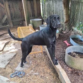 Lisa -  Black Labrador Retriever and Mixed Breed Dog for Adoption in Boaz, Alabama - Lisa | PetCurious