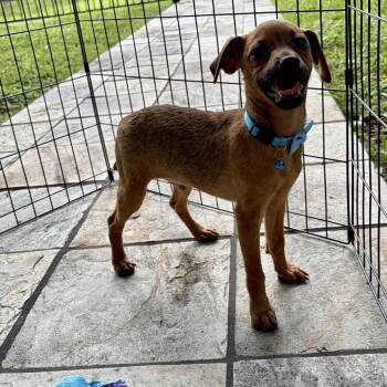 Lucas -  Chihuahua and Mixed Breed Dog for Adoption in Montgomery, Texas - Lucas | PetCurious