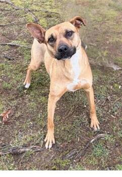 Frijolita -  Terrier and Mixed Breed Dog for Adoption in Dahlonega, Georgia - Frijolita | PetCurious