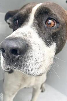 German Shepherd Dog and Mixed Breed Dogs Available for Adoption - A651372 | PetCurious