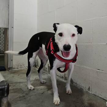 GiGi -  Mixed Breed Dog for Adoption in Lake Panasoffkee, Florida - GiGi | PetCurious
