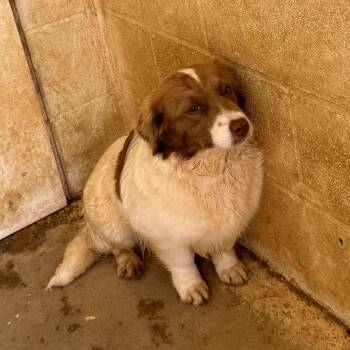 Mixed Breed Dogs Available for Adoption in Loxahatchee Groves, Florida - TALLUAH 1667 | PetCurious