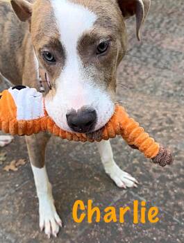 Charlie -  Hound and Terrier Dog for Adoption in Lucas, Texas - Charlie | PetCurious
