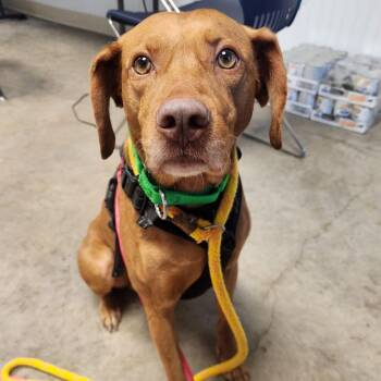 Vizsla and Mixed Breed Dogs Available for Adoption - Pluto | PetCurious