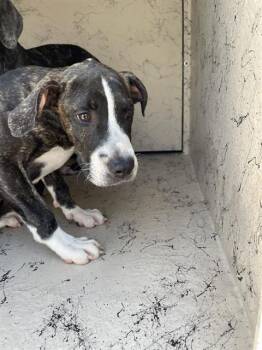 Rescue Staffordshire Bull Terrier Dogs for Adoption in Sugar Land, Texas - WILLOW | PetCurious