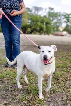 Labrador Retriever Dogs Available for Adoption in Sadler, Texas - Anika | PetCurious