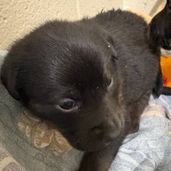 Mixed Breed Dogs Available for Adoption in Milton, Florida - Cowboy | PetCurious