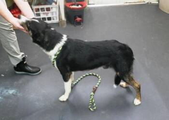 Border Collie and Australian Shepherd Dogs Available for Adoption in Picayune, Mississippi - Saske | PetCurious