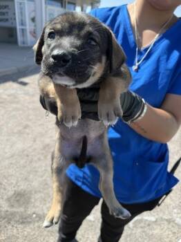 Plate -  Mixed Breed Dog for Adoption in Hobbs, New Mexico - Plate | PetCurious