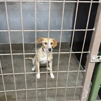 Daphne -  Yellow Labrador Retriever Dog for Adoption in Carlin, Nevada - Daphne | PetCurious