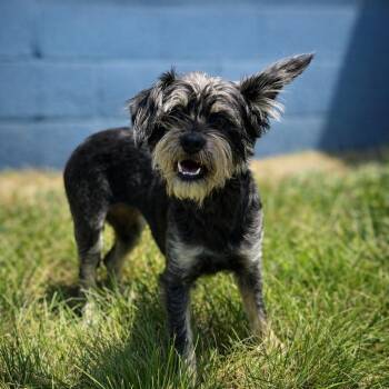 Nova 0147 -  Schnauzer Dog for Adoption in Waldorf, Maryland - Nova 0147 | PetCurious