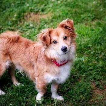 Pepe -  Cardigan Welsh Corgi and Chihuahua Dog for Adoption in Brockton, Massachusetts - Pepe | PetCurious