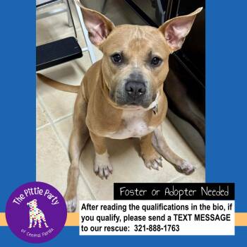 American Bully and Pit Bull Terrier Dogs Available for Adoption - Pig (aka Neo) | PetCurious