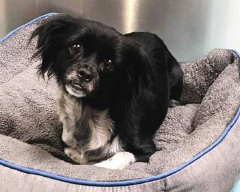 Chihuahua and Mixed Breed Dogs Available for Adoption - TEENY | PetCurious