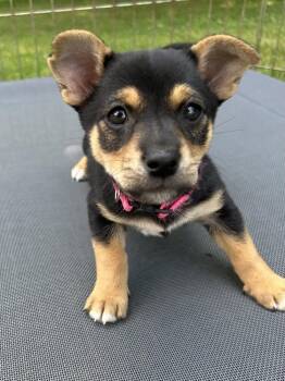 Sam -  Dachshund and Shiba Inu Dog for Adoption in Grand Rapids, Michigan - Sam | PetCurious