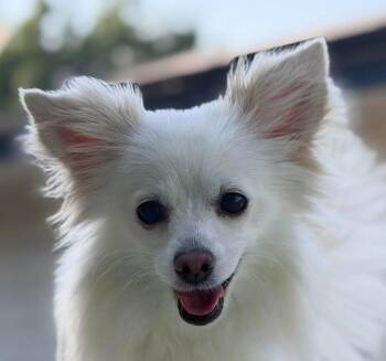 Tink -  Papillon and Terrier Dog for Adoption in Bloomfield, Connecticut - Tink | PetCurious