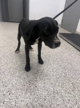 Puppy 1 -  Retriever and Mixed Breed Dog for Adoption in Gastonia, North Carolina - Puppy 1 | PetCurious