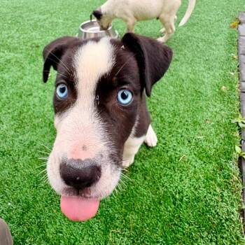 Socks -  Australian Cattle Dog Blue Heeler Dog for Adoption in Brockton, Massachusetts - Socks | PetCurious