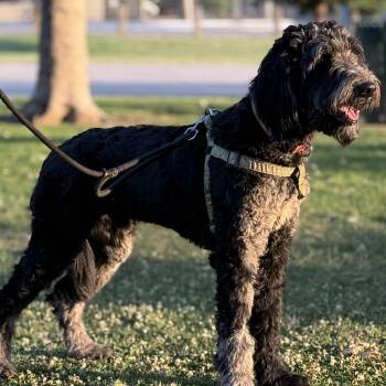 Rescue Bernedoodle Dogs for Adoption in Sonora, California - Flip | PetCurious