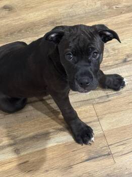 Molly -  Mixed Breed Dog for Adoption in Chattanooga, Tennessee - Molly | PetCurious