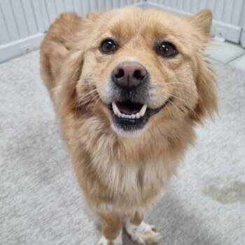 MISO -  Pomeranian Dog for Adoption in Johns Creek, Georgia - MISO | PetCurious