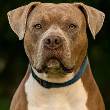 Manny -  American Staffordshire Terrier and Mixed Breed Dog for Adoption in Mount Vernon, Indiana - Manny | PetCurious