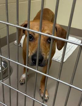 Poppy -  Mixed Breed Dog for Adoption in Christiansburg, Virginia - Poppy | PetCurious