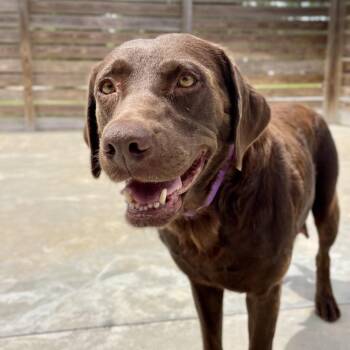 Wanda -  Chocolate Labrador Retriever Dog for Adoption in Freeport, Florida - Wanda | PetCurious