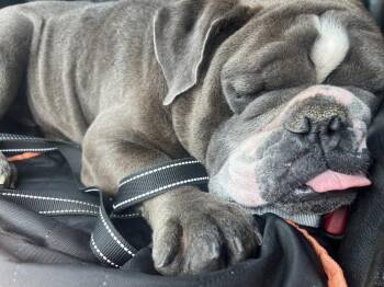American Bulldog Dogs Available for Adoption in Plymouth, Michigan - Ranger 259 | PetCurious