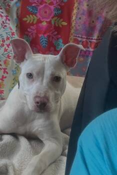 Pit Bull Terrier Dogs Available for Adoption in Auburn, Kansas - Pinky | PetCurious