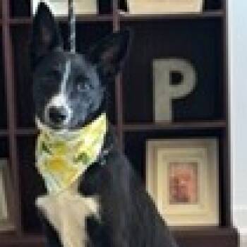 Rescue Hound and Mixed Breed Dogs for Adoption in Tampa, Florida - Dawn | PetCurious