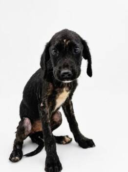 Sunny -  Labrador Retriever and Mixed Breed Dog for Adoption in Bowling Green, Kentucky - Sunny | PetCurious