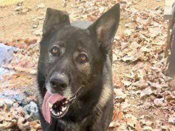 Bumble -  Mixed Breed Dog for Adoption in Georgetown, Texas - Bumble | PetCurious