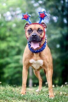 Rescue Boxer Dogs for Adoption in Salamanca, New York - Layla | PetCurious
