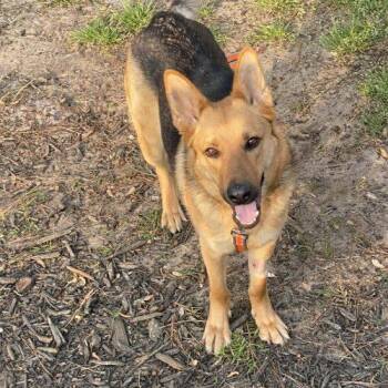 German Shepherd Dog Dogs Available for Adoption in Raleigh, North Carolina - Honey | PetCurious