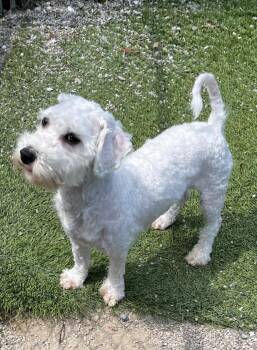 Matcha -  Maltese and Poodle Dog for Adoption in Toronto, Ontario - Matcha | PetCurious
