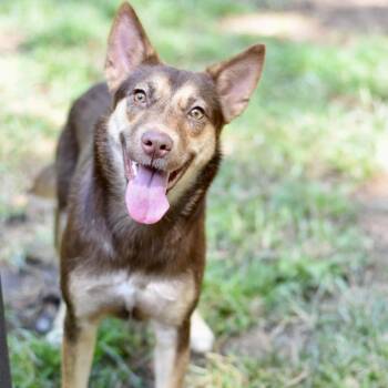 Harper -  Shepherd and Husky Dog for Adoption in Conroe, Texas - Harper | PetCurious